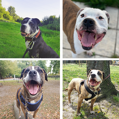 Amstaffy Razem2