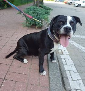 Czarna male ZD4pion