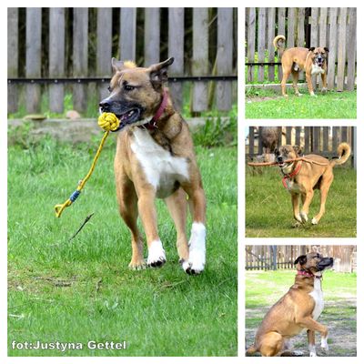 Dingo0101