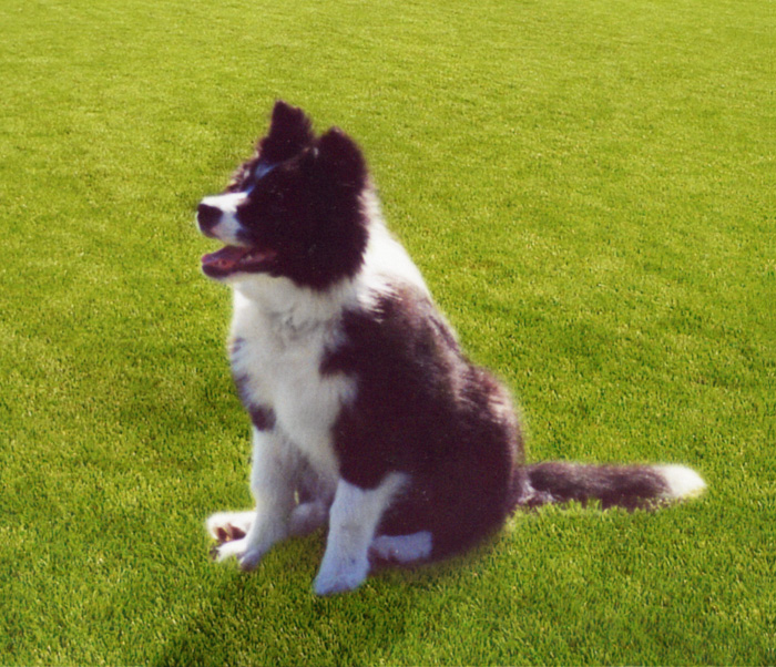 border_collie_zaginiony_odnaleziony