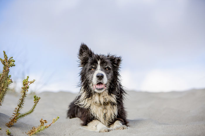 border_collie_zaginiony_odnaleziony