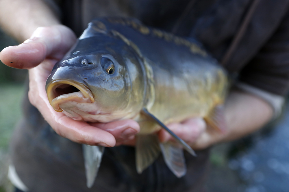 carp fish2