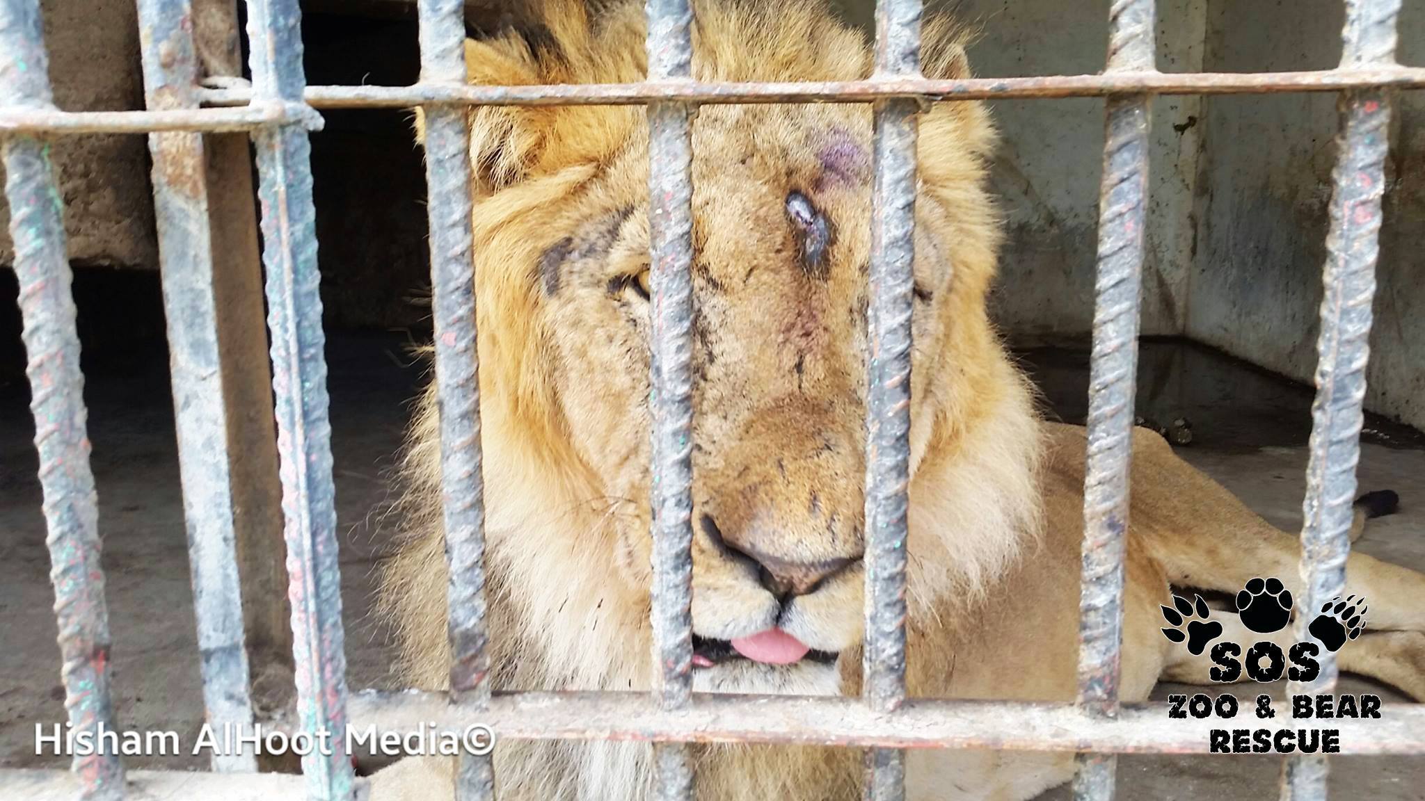 Zwierzęta z zoo wTaiz błagają o ratunek!