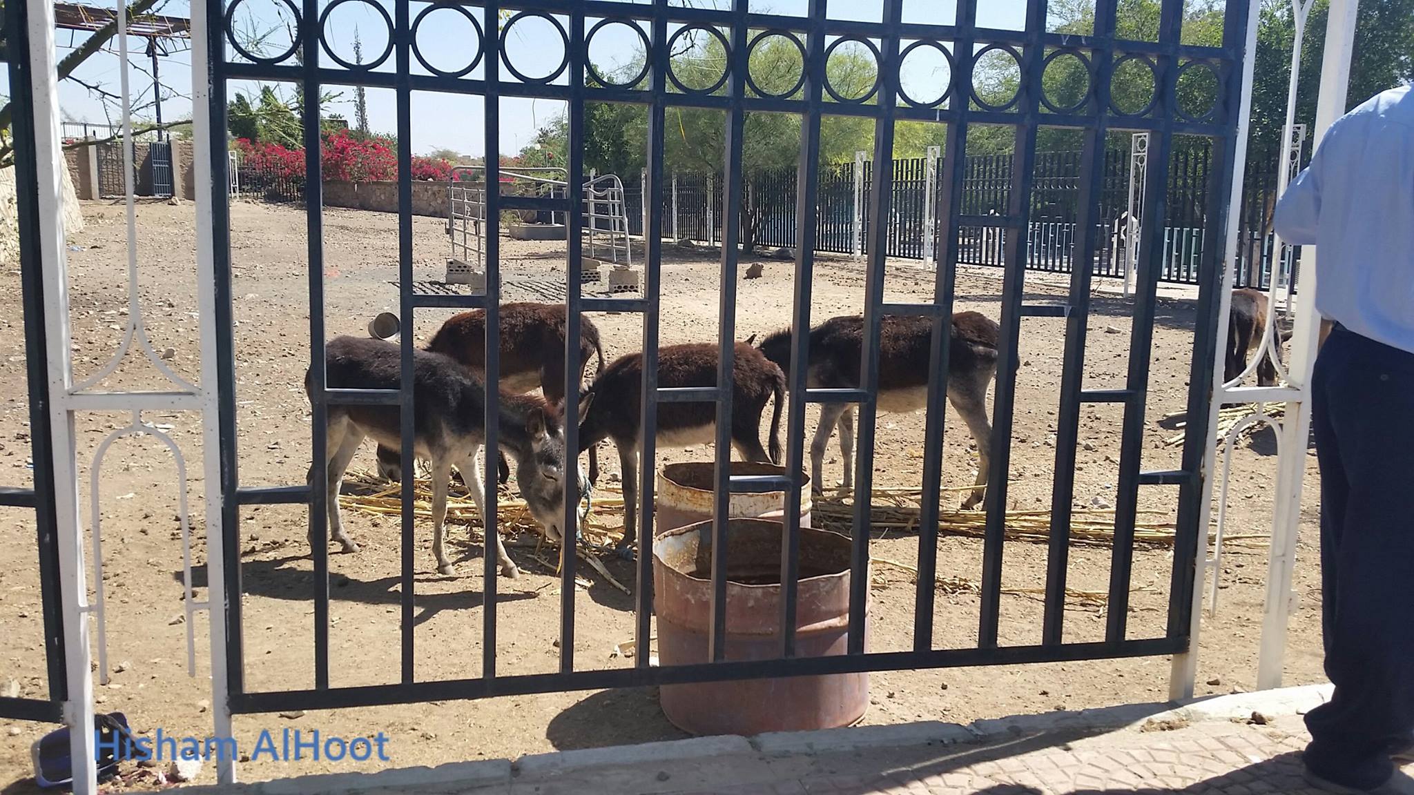 Zwierzęta z zoo wTaiz błagają o ratunek!