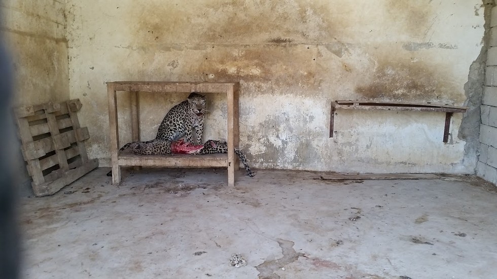 Zwierzęta z zoo wTaiz błagają o ratunek!