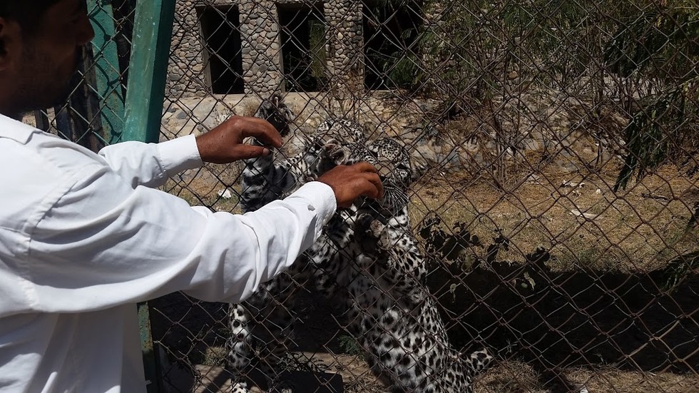 Zwierzęta z zoo wTaiz błagają o ratunek!